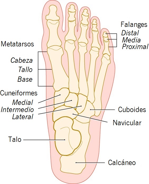 foot-bone-spanish