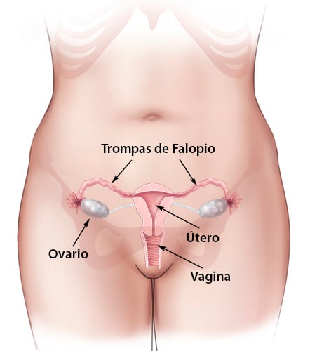 Resultado de imagen de ovarios